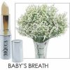 gloria-babys-breath